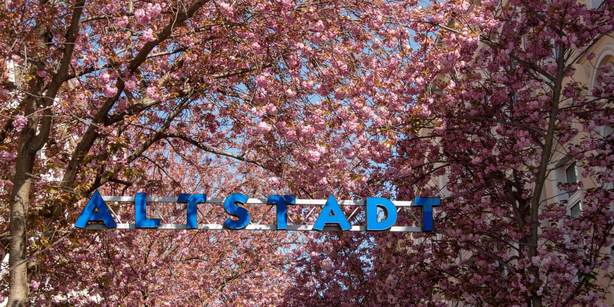 Foto von der Kirschblüte in der Altstadt mit dem Schriftzug Altstadt am Eingang der Breite Straße
